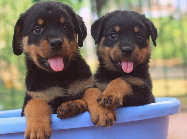 陕西罗威纳犬优点缺点,罗威纳的优点与缺点