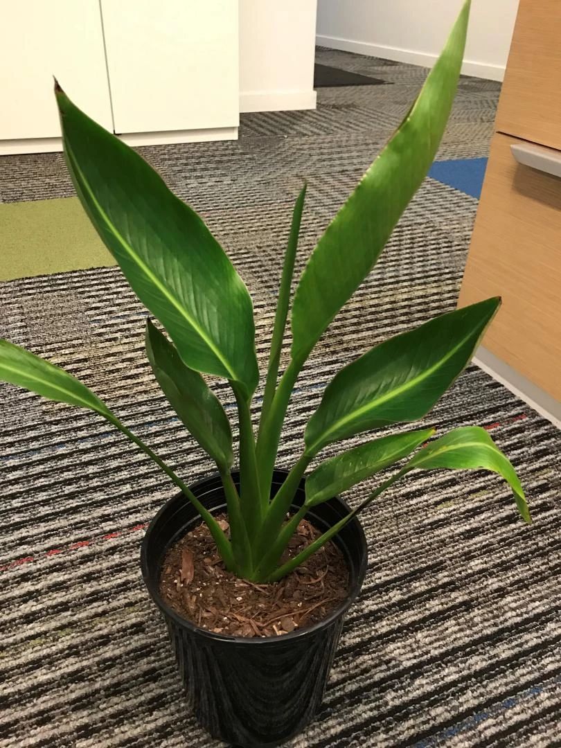 大鹤望兰和旅人蕉哪种好看,鹤望兰和什么植物比较相似