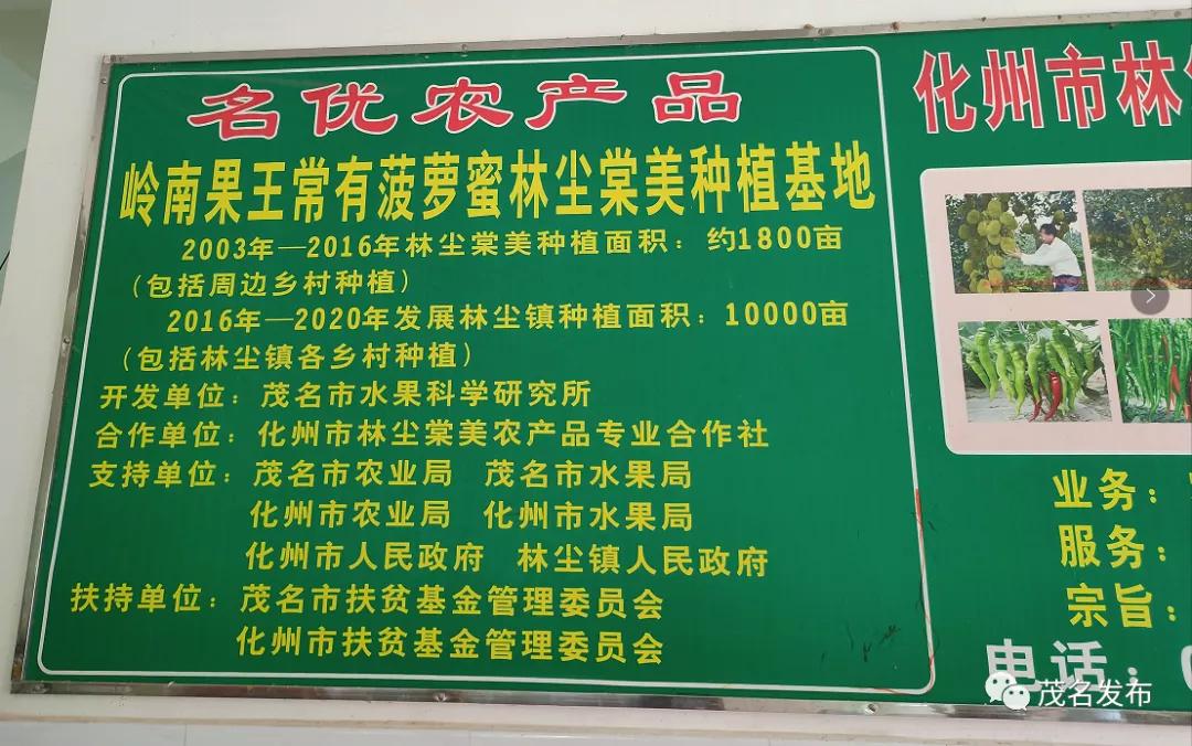 【走向我们的小康生活】一片菠萝林带富一条村