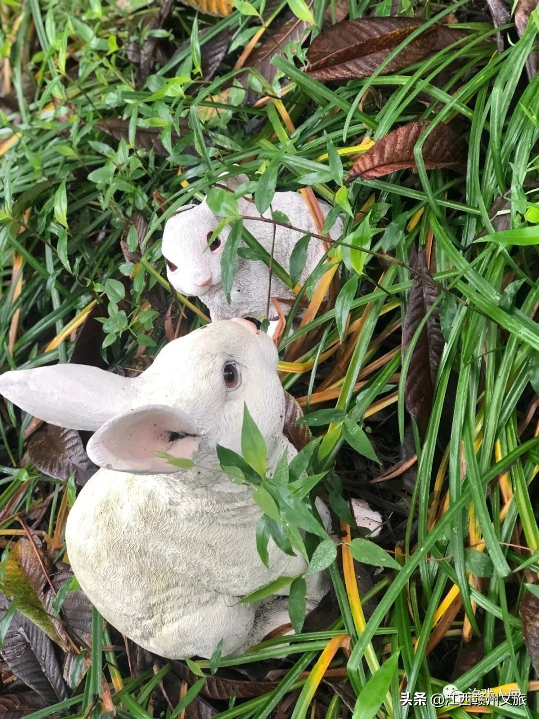 赣州亚马逊电商平台概念,赣州有亚马逊吗