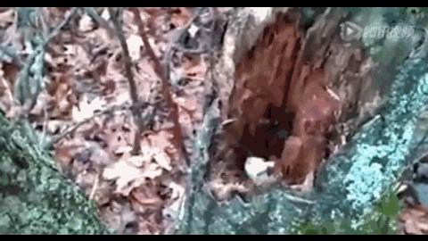 黄鼠狼黄大仙的视频,黄鼠狼捕捉黄大仙