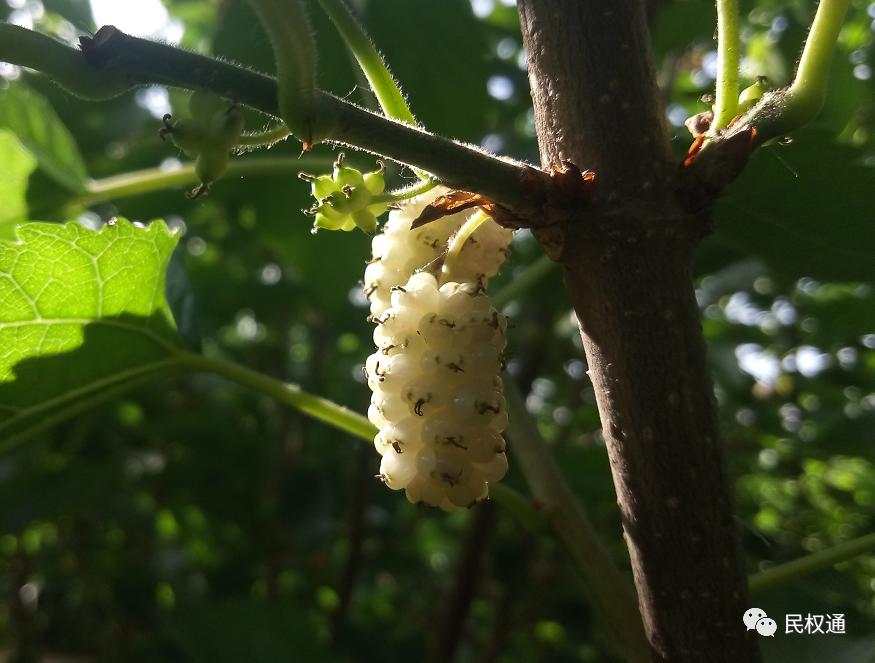 这种白果，民权90/%以上的朋友没吃过，不信？打赌