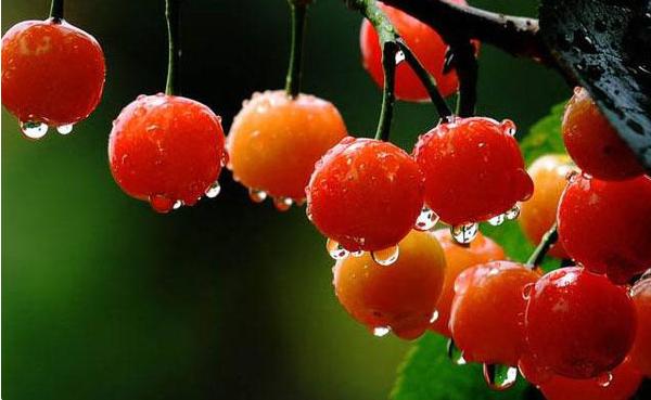 重庆周边摘樱桃,重庆北碚摘樱桃的地方