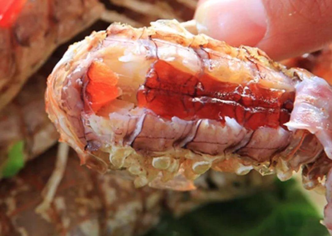 如何挑选皮皮虾的正确方法,皮皮虾该怎么选到母的