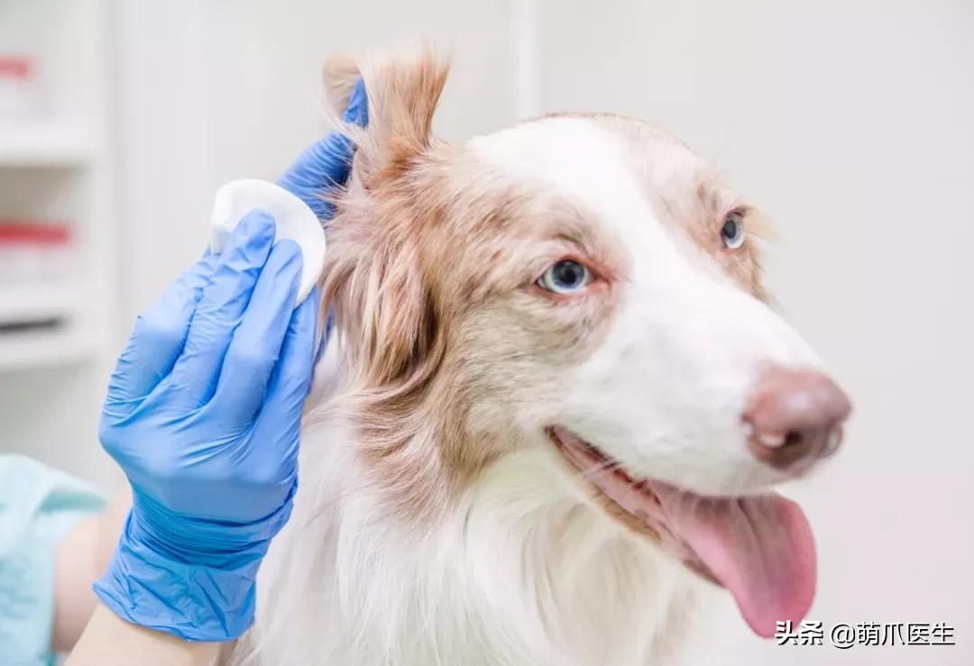 给猫狗清洁耳道切勿用镊子缠棉花捅插，这样做才是正确做法