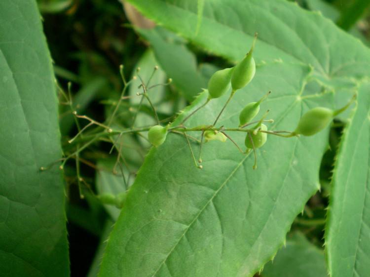 野生淫羊藿长得啥样图片,野草淫羊藿图片