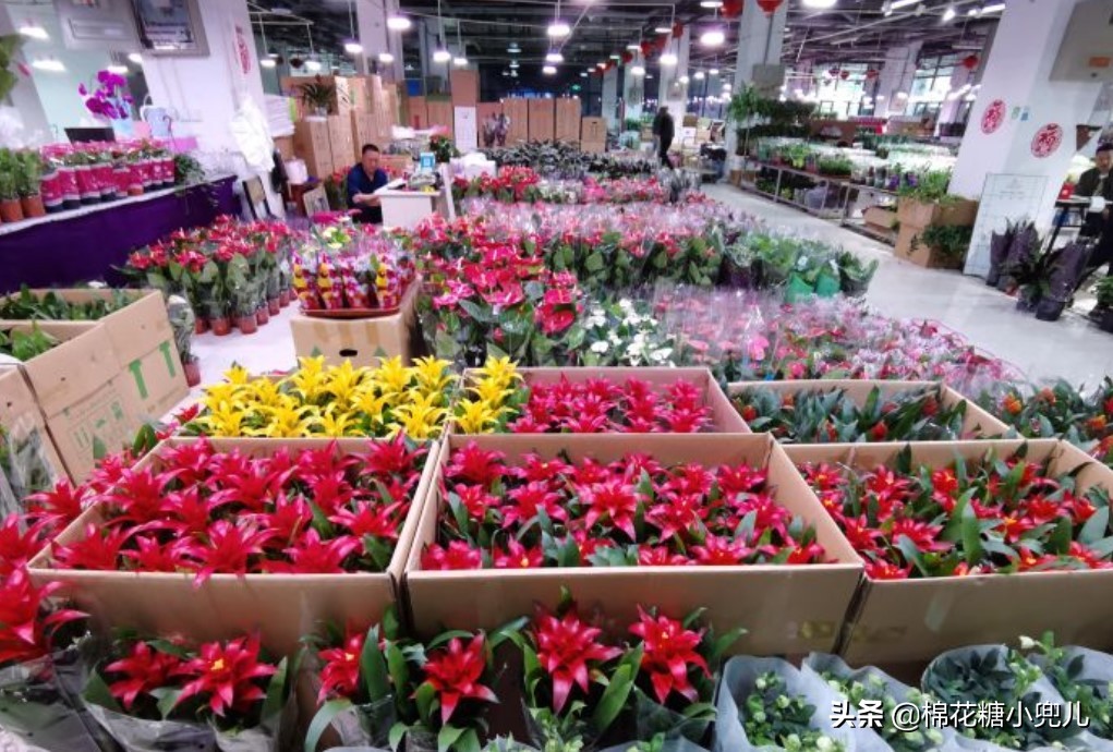 北京盆栽花卉批发市场,北京众兴花卉批发市场