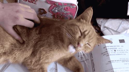 猫咪有这些表现说明它恨死你了,猫咪有这些表现说明它过得很幸福