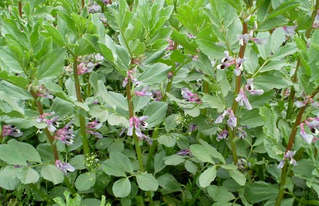 怎样种蚕豆高产栽培技术视频教学,蚕豆高产种植技术有哪些