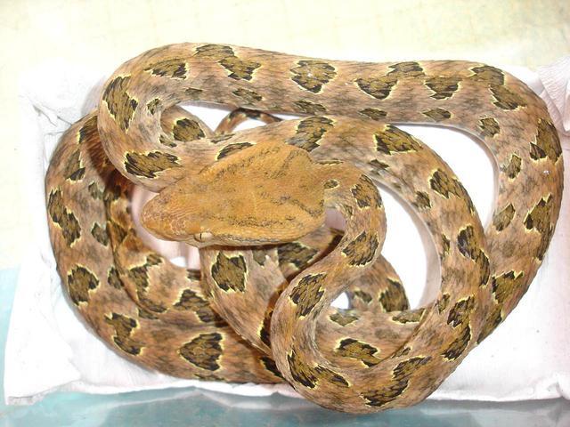 中国十大毒蛇银环蛇排名第几 (中国的毒蛇)