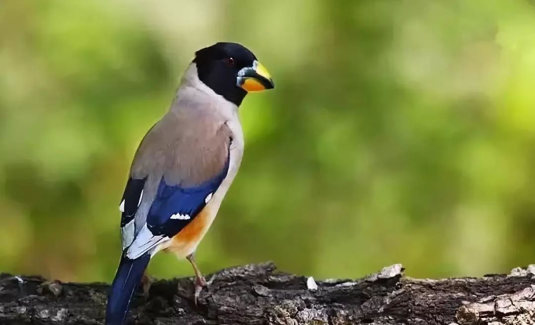 常见鸟类黑尾蜡嘴雀,蜡嘴鸟雏鸟几个月后会鸣叫