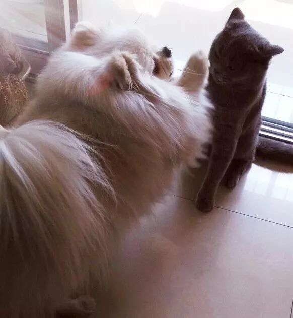 它因猫藓，遭人抛弃；我因猫藓，猫狗双全