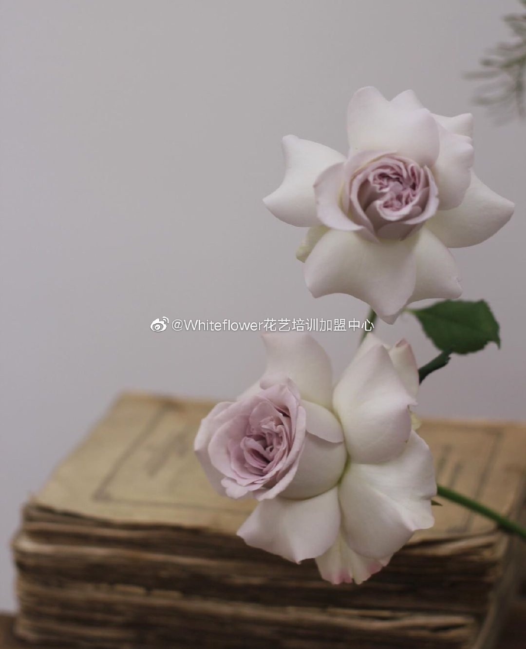 whiteflower闂ㄥ簵,whiteflower