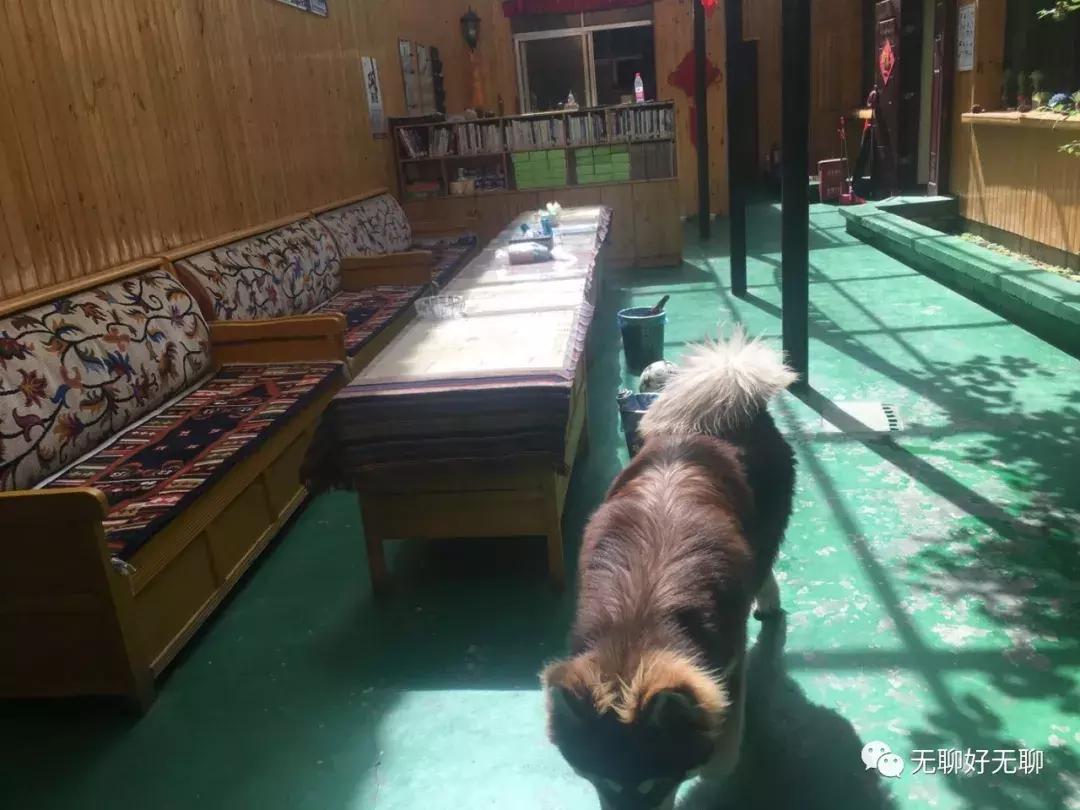 拉萨高原反应红景天,天上拉萨