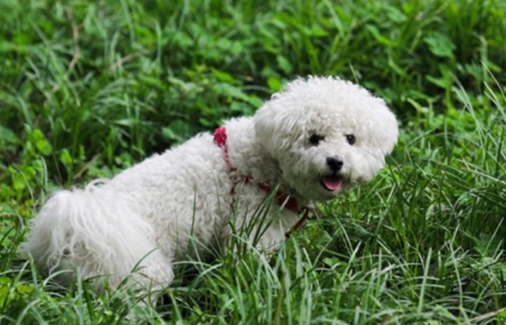 有什么方法把屎催出来,怎么给狗催便