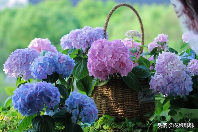 绣球怎么修剪才好,绣球的正确修剪方法