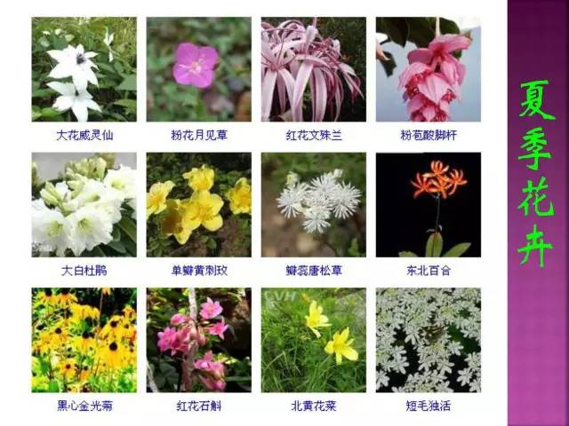 花卉大全500种观叶植物名称,1332种常见花卉植物图谱