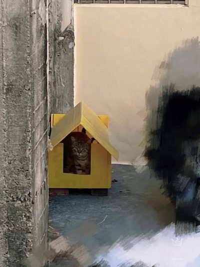 怎么帮流浪猫度过冬天,怎样帮助流浪猫狗