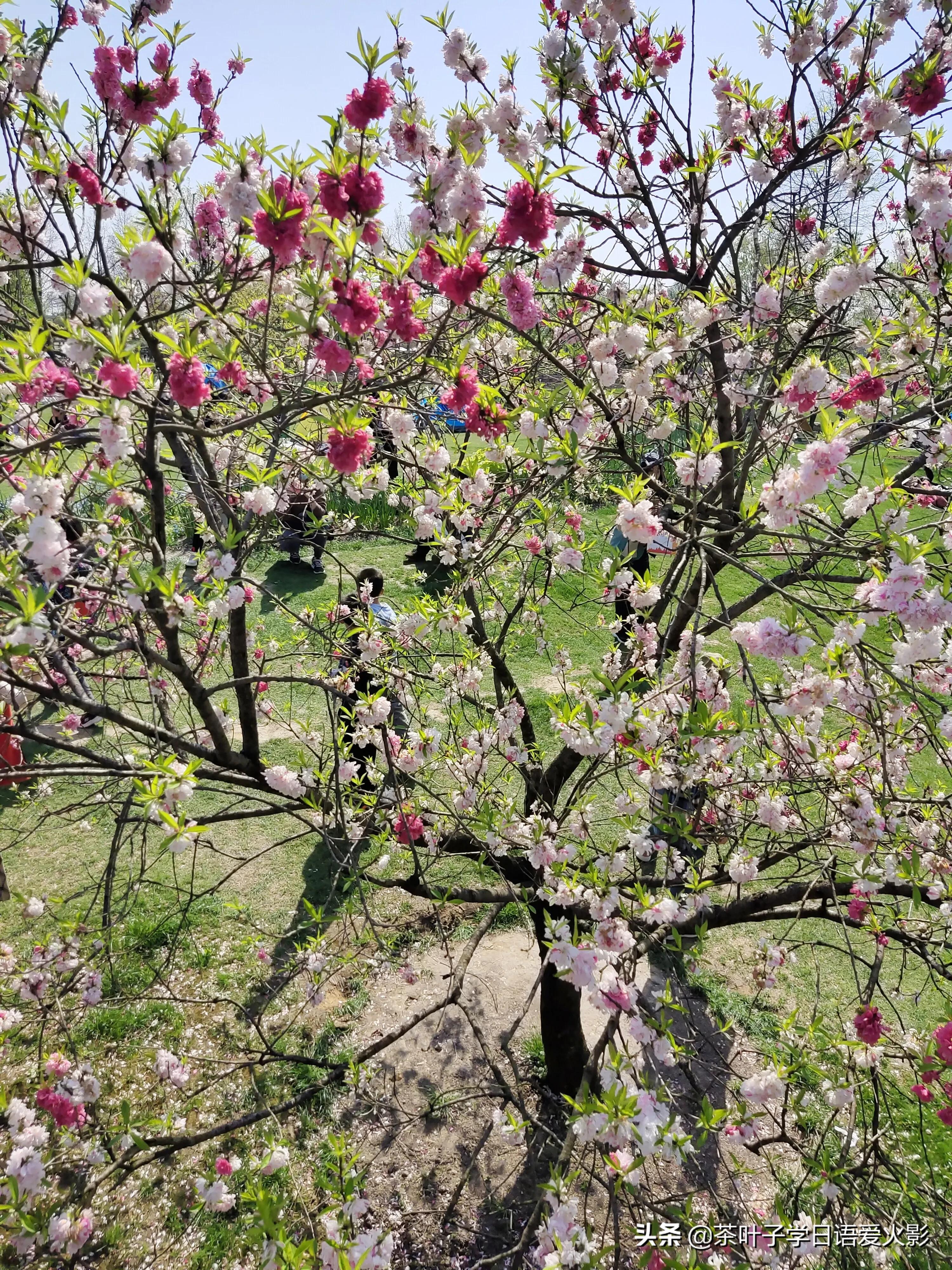 春天踏青适合去哪里玩,春天去上海辰山植物园攻略