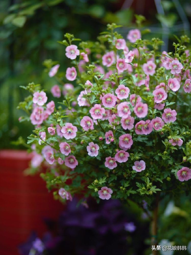 扦插三角梅生根的温度和湿度要求,扦插繁殖多少度温度合适