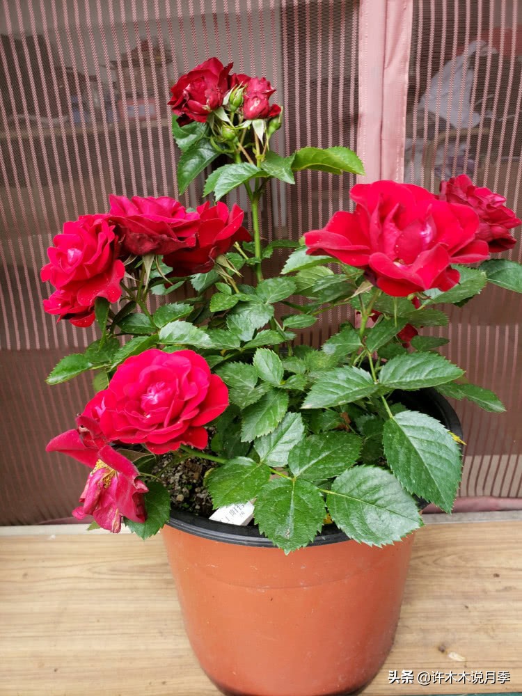 推荐一下多头月季花,100种月季品种大全