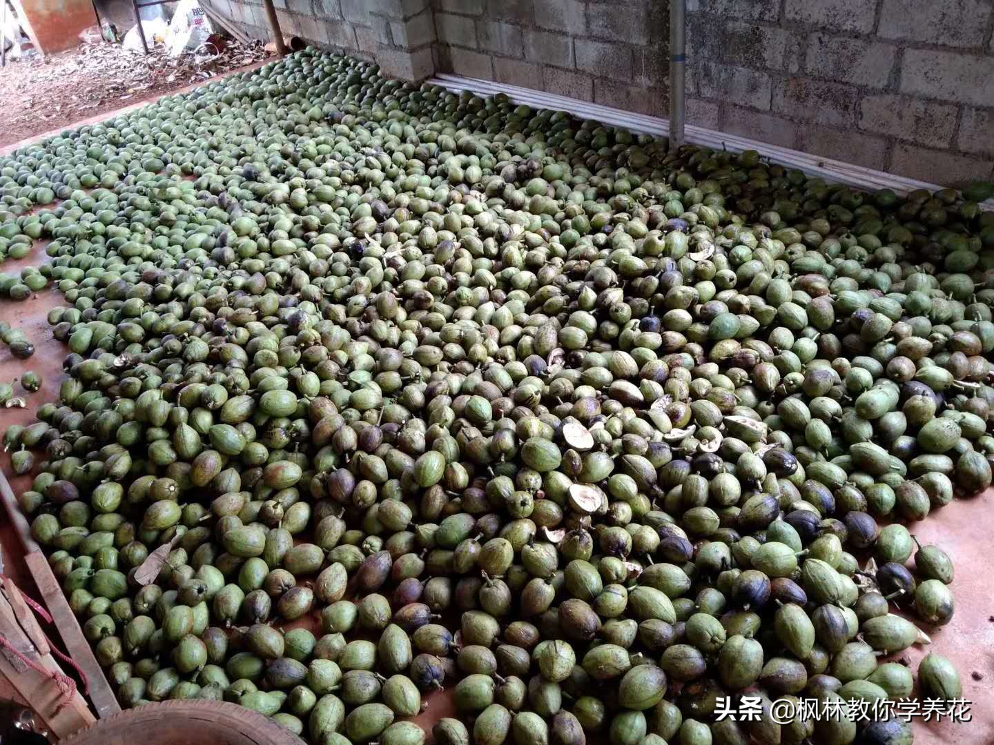 发财树怎样管理长得快,发财树的管理方法和注意事项