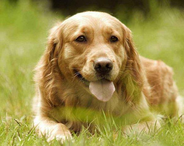 狗狗最忌讳的4种食物,恐怖狗狗吃的东西