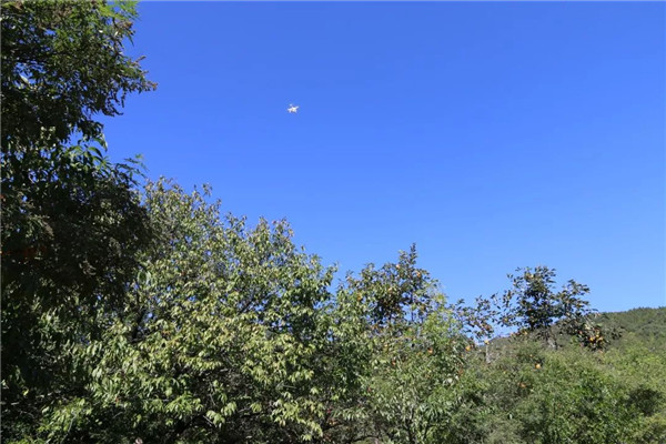 「密云农业」终于等到你，还好没放弃！黄元帅苹果上架开售了