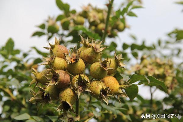 农村地里很多刺的野果叫什么,农村有种带刺的野果叫什么
