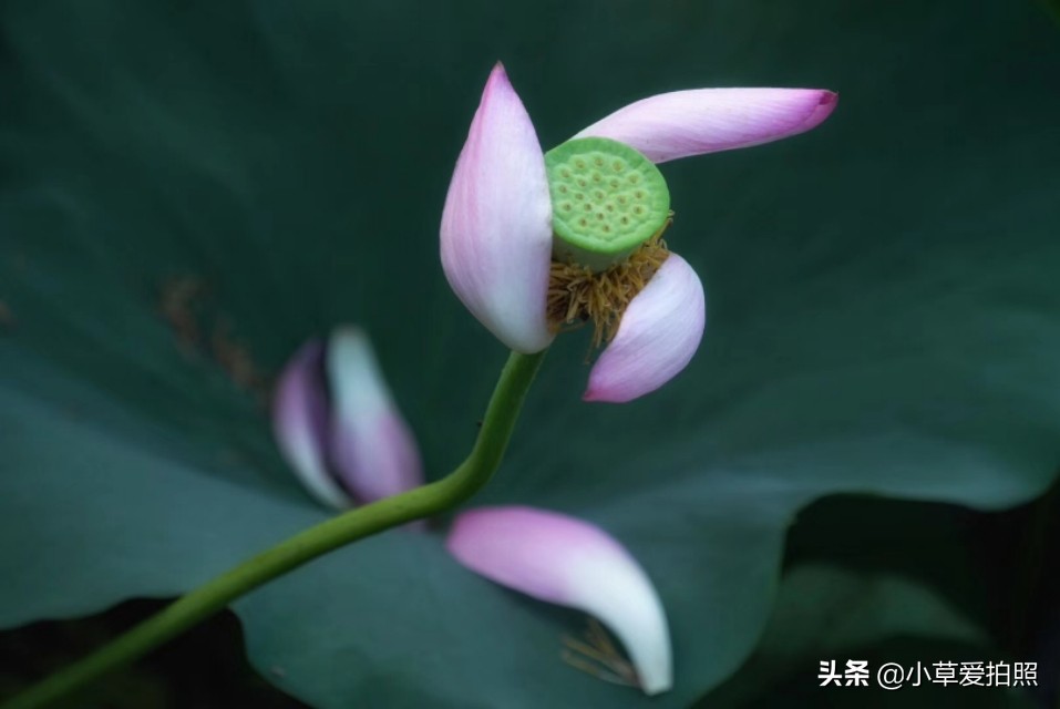 威海羊亭全景图,威海羊亭荷花湾