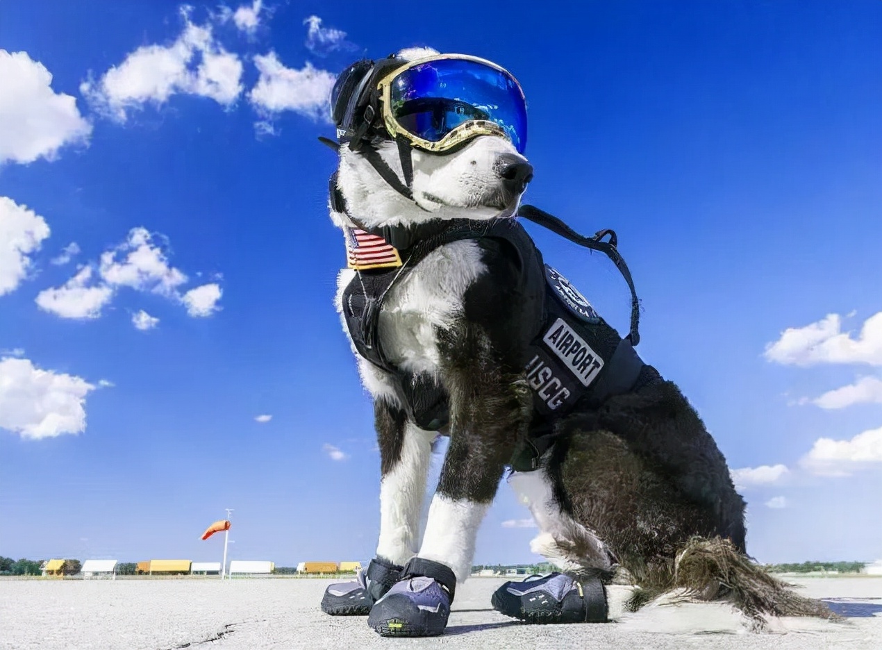 边牧果然是最聪明的,这就是传说中的智商第一的边牧么