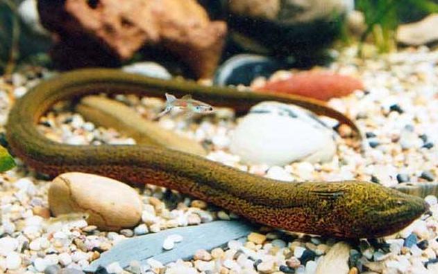 为什么说黄鳝不吃头泥鳅不吃尾,黄鳝不吃头的真正原因