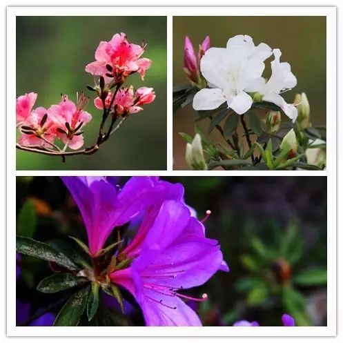 北方喜阴的室内植物花卉有哪些,喜阴耐寒的室外花卉植物有哪些