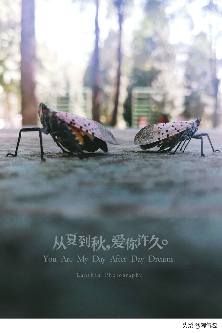 秋分愿生活恰如其分,人生恰如秋分生活恰如其分