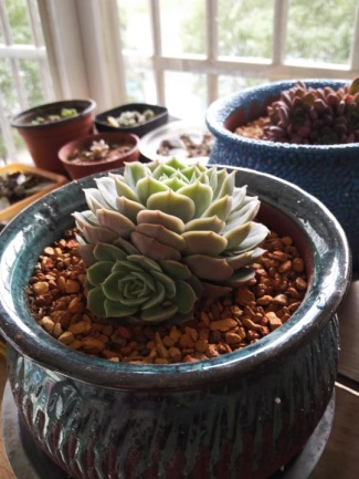 从鼻屎苗到老桩，时光里的蜕变