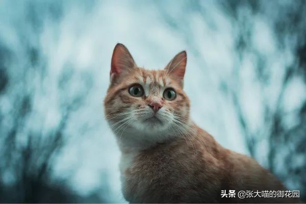 重口味话题,返点勿入!猫咪的肛门腺挤还是不挤?这是一个问题