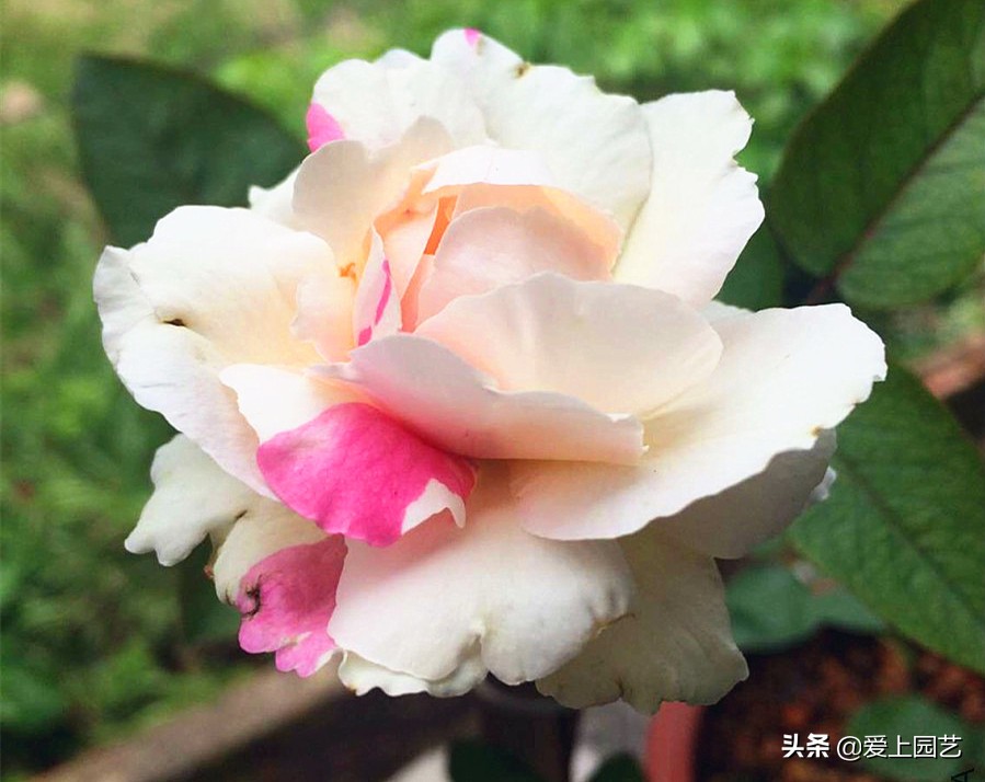 十种最漂亮的月季,最迷人的月季花墙搭配图