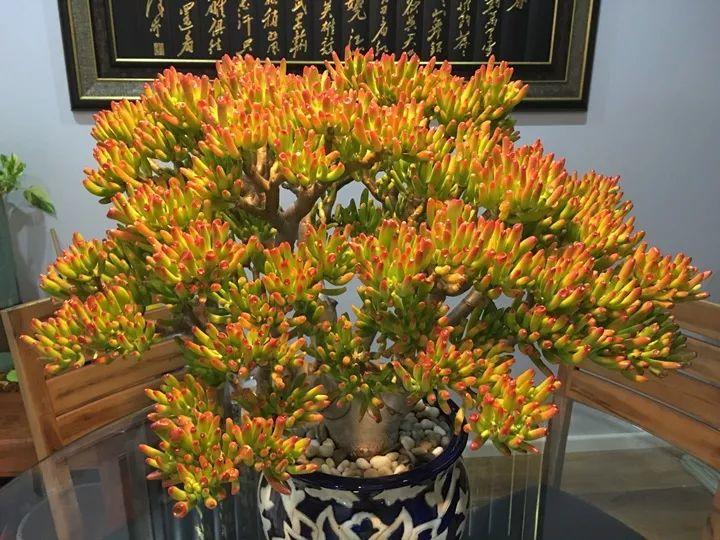 家里客厅好养又旺宅的树,客厅养什么树风水最好