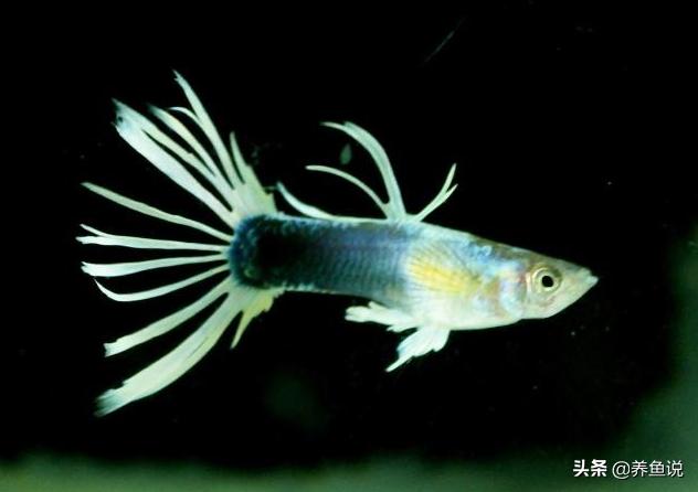 孔雀鱼玛丽鱼缩鳍缩尾趴缸怎么办,孔雀鱼缩尾治不好