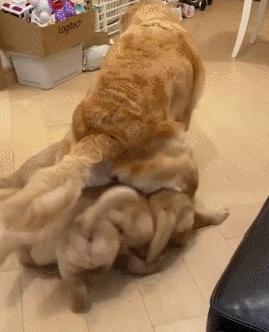 家中金毛生了一窝狗崽，每次喂奶都寸步难行，真是一个头两个大