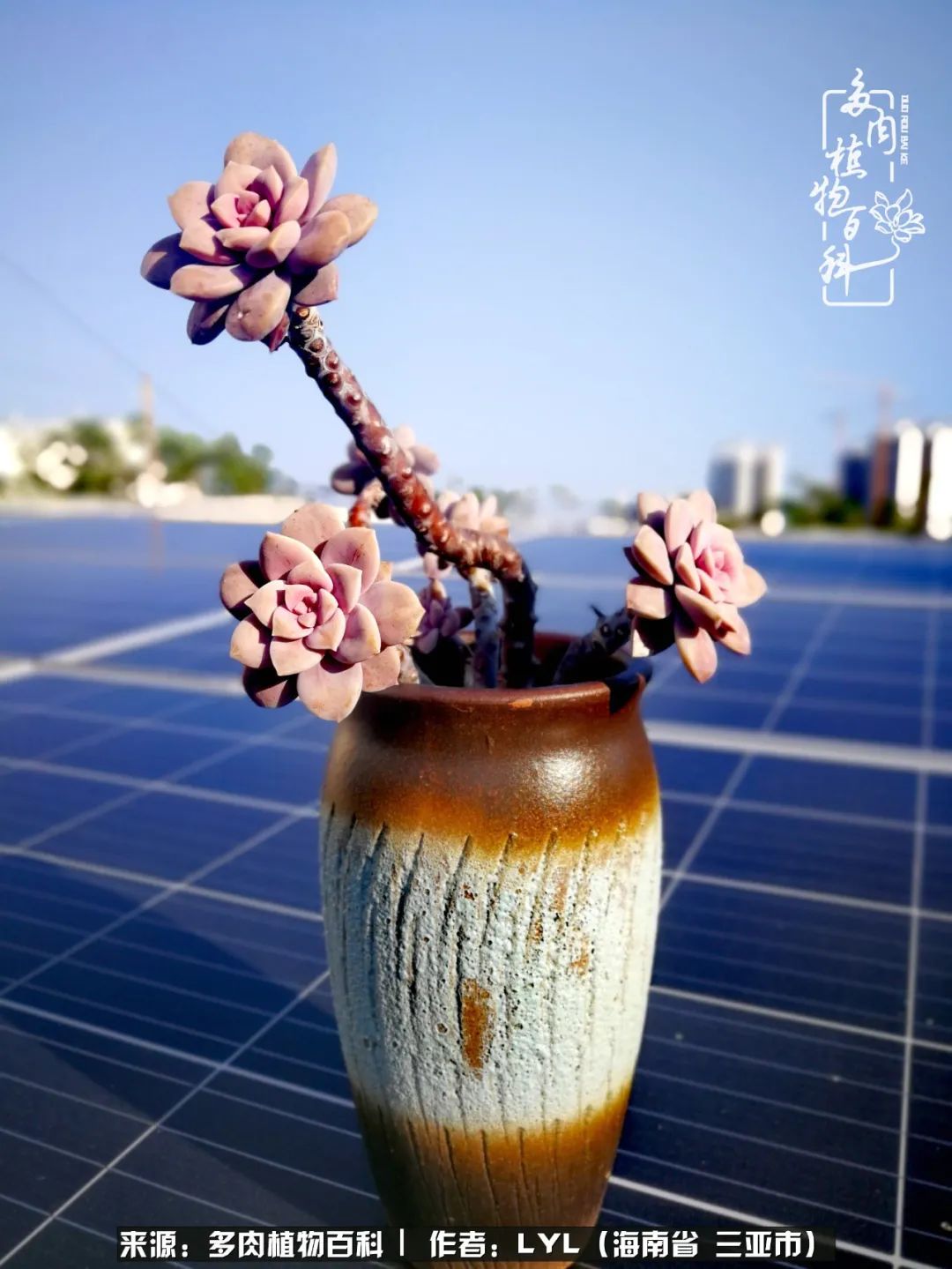 开挂区养多肉,非开挂区怎么把多肉养出状态