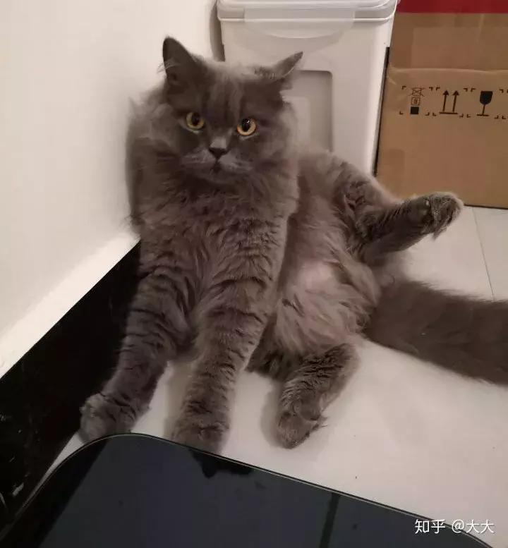 养狗或猫是否对抑郁症有好处,猫狗能治愈抑郁症吗