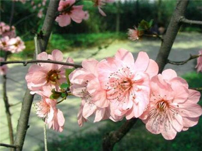 红梅扦插繁殖方法价格,红梅扦插视频教程