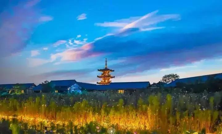 染井吉野樱花江浙沪,染井吉野樱花期10天