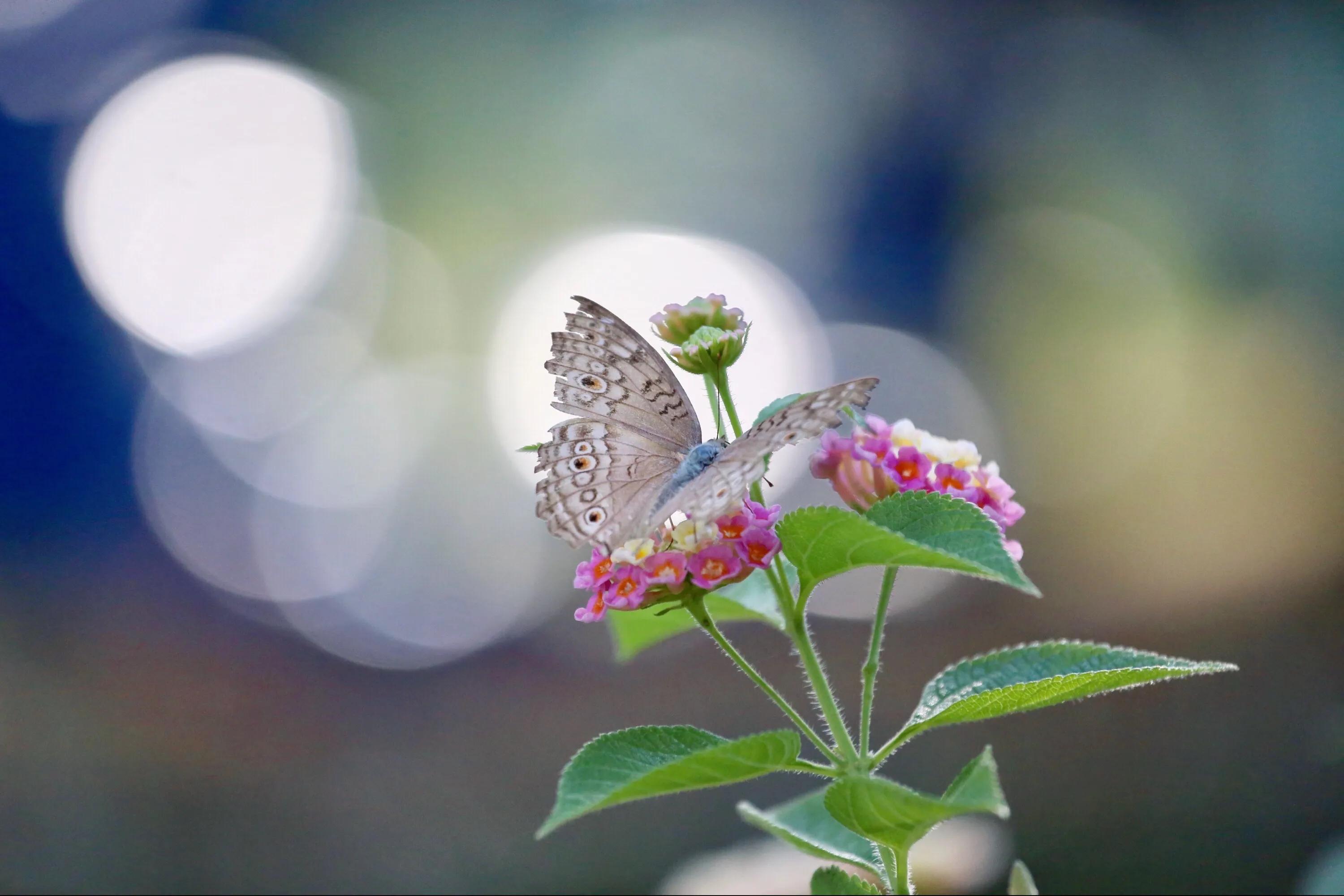 佛教如何欣赏残缺之美,慢慢明白了残缺也是一种美