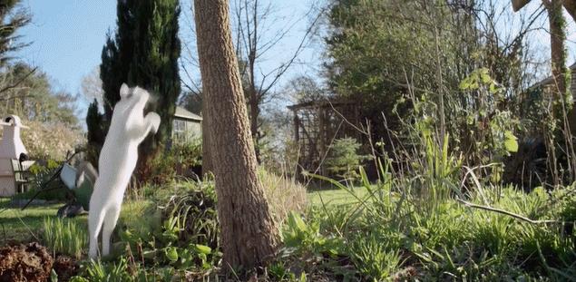 猫外耳炎的图片,正常猫耳朵背面是什么样子