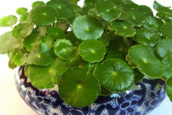 铜钱草烂根的原因,铜钱草烂根的原因及解决方法