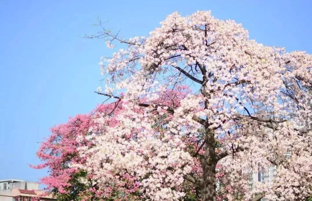 广州现在赏花哪里最好,广州各区赏花全指南