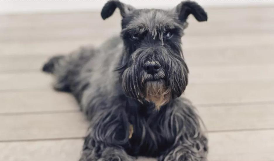 狗狗突然吃不下饭还吐怎么办,狗狗老是呕吐一小口没消化的食物