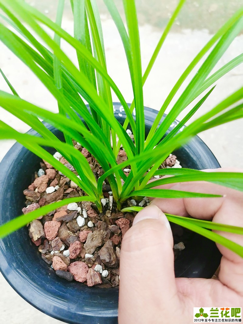 兰草单苗怎么上盆,养兰一盆几苗比较好